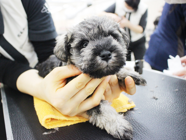 夜間部2年生、子犬のお世話♪